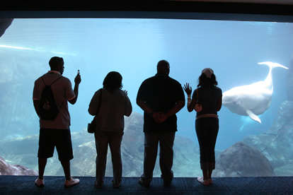 JAJF family at beluga whale tank in aquarium 