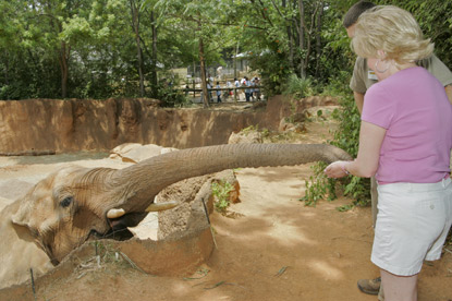 JAJF family feeding elephants creating inheritable memories 