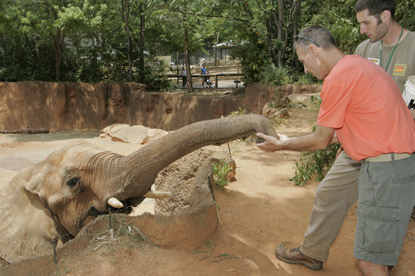 man feeding elephant at zoo on JAJF trip 