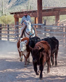 man on horse driving cattle the best part of memories is making them 