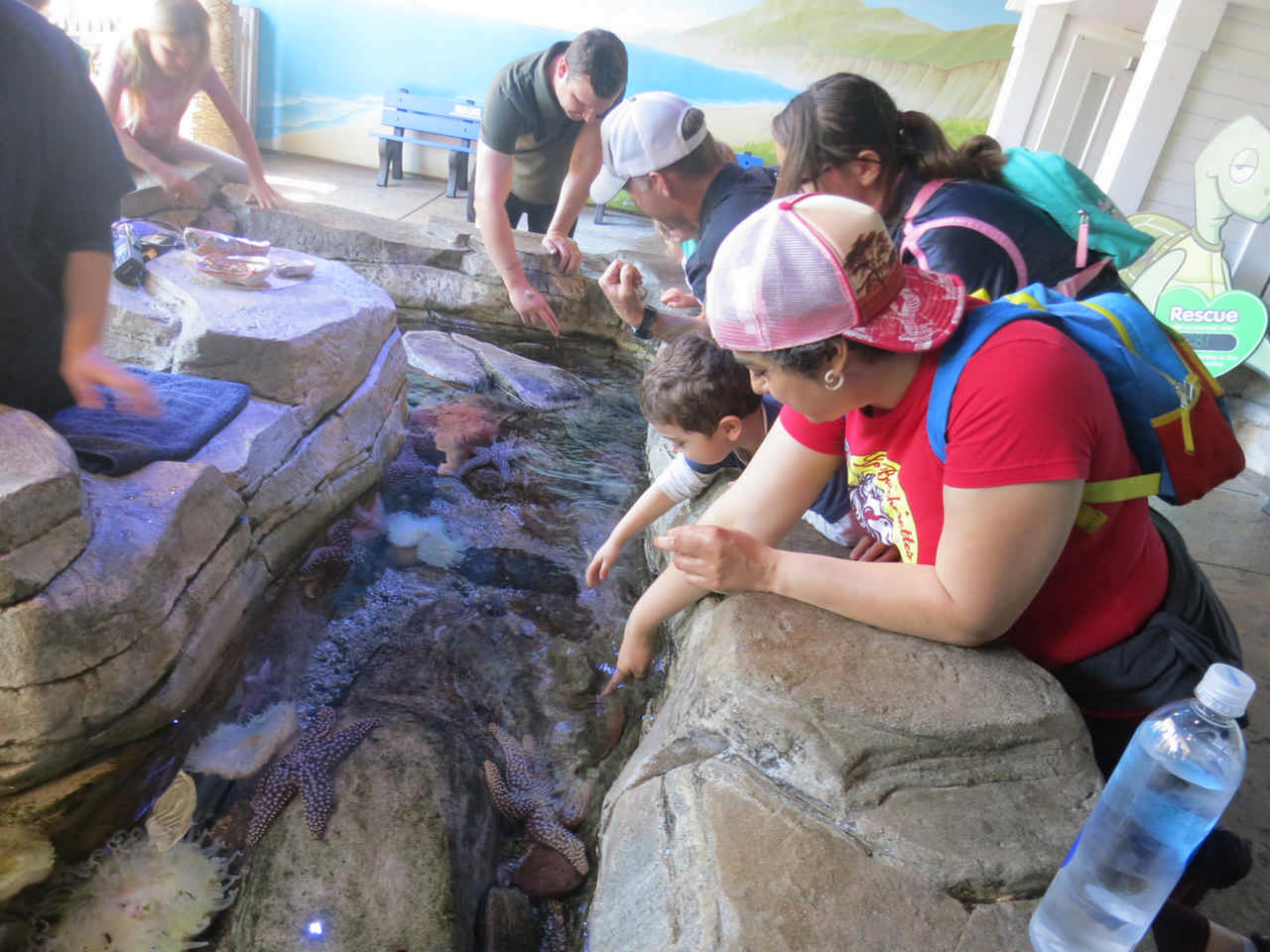 group of people at a starfish touch tank  